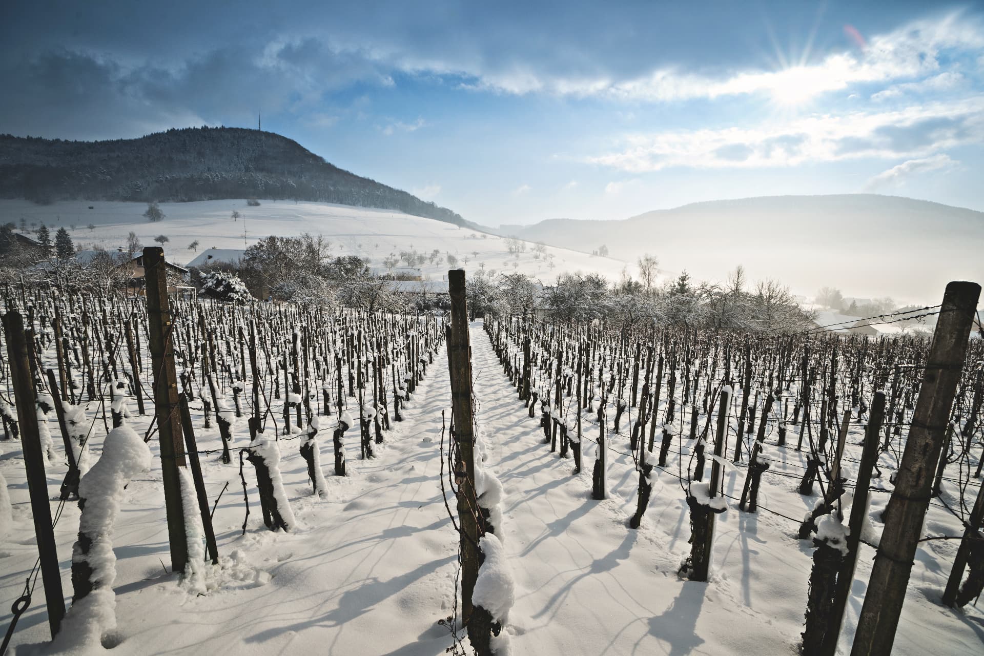 Rangs de vignes enneigées au parc naturel de Schaffhouse, dans le nord de la Suisse