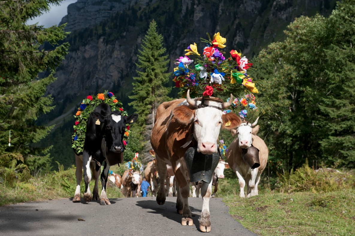 Vaches décorées de fleurs lors de la poya, la désalpe suisse, en montagne