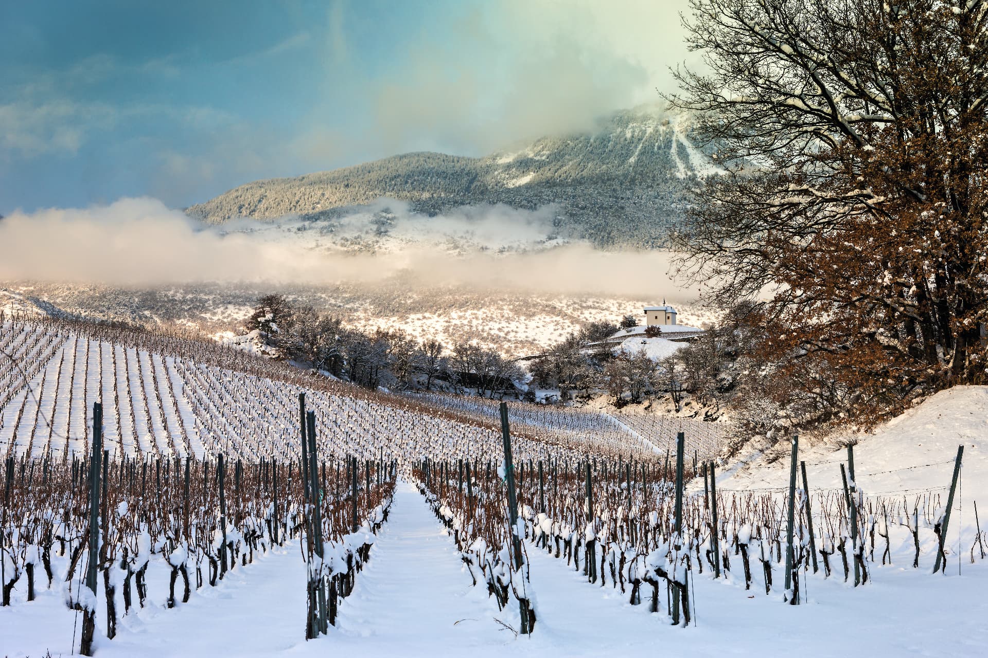 Vignoble sous la neige au parc naturel Pfyn-Finges, en Valais, avec la chapelle de Salgesch