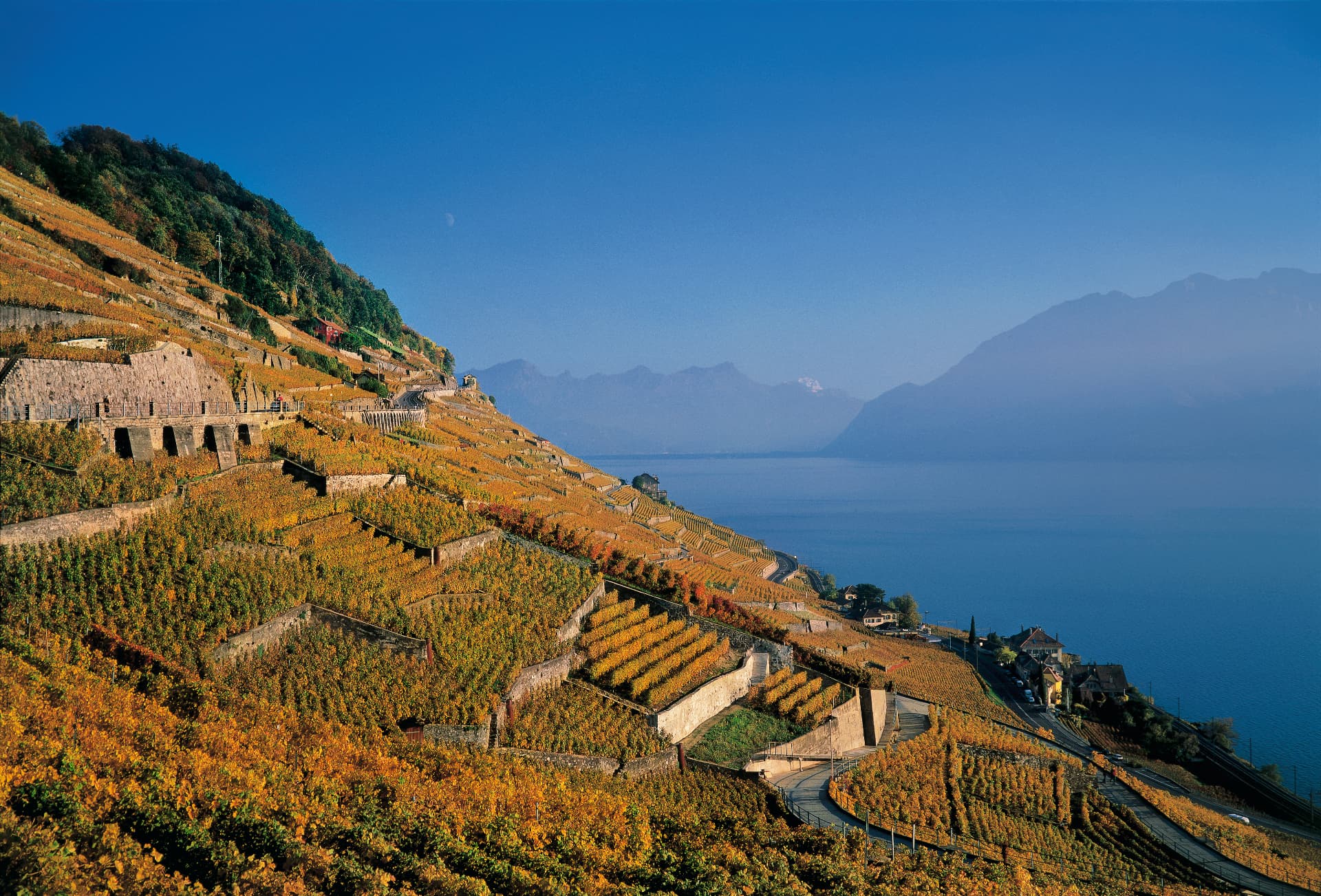 Vignobles en terrasses dorés à l'automne surplombant le lac Léman, région de Lavaux, patrimoine mondial de l'UNESCO